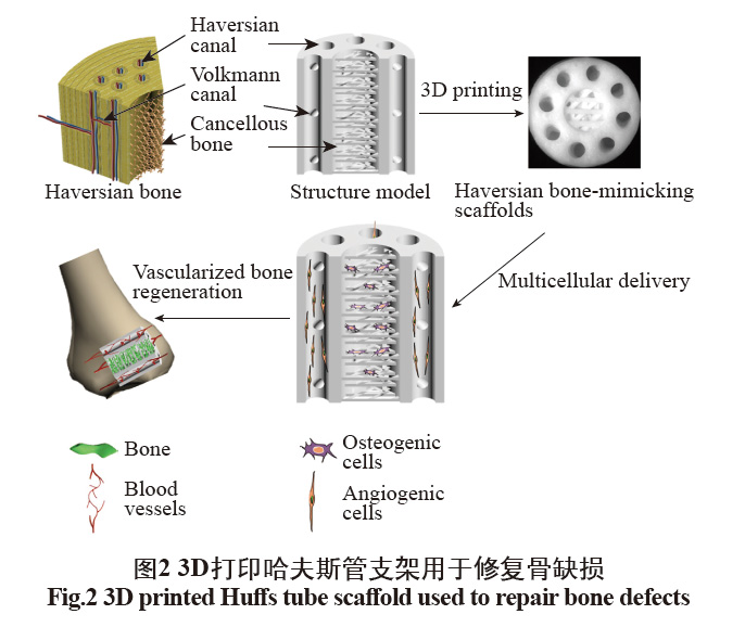 數字光處理生物3D打印技術在醫學上的應用發展